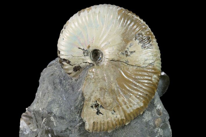 Fossil Hoploscaphites Ammonite - South Dakota #131220